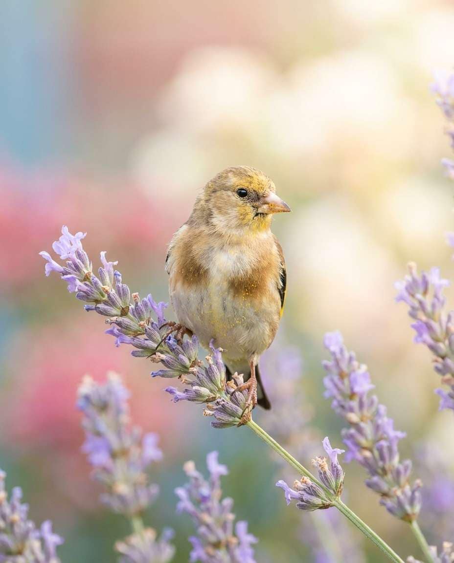 Finch Flower Garden AI portrait — Gemini AI Bird Prompt