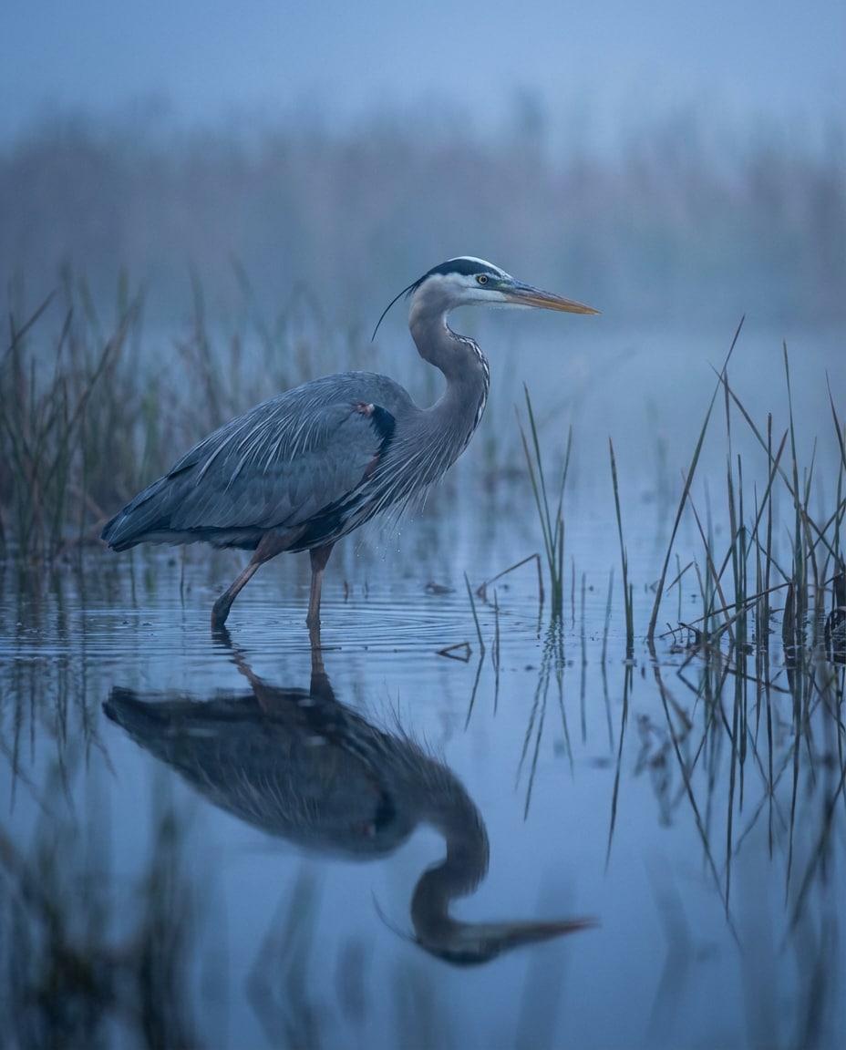 Heron Blue Hour AI portrait — Gemini AI Bird Prompt