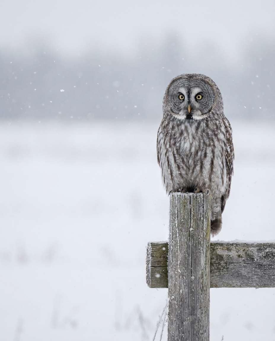 Snowy Owl Minimal AI portrait