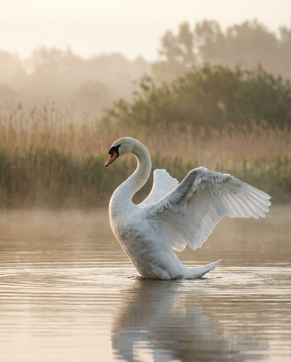 Swan Ballet Water AI portrait